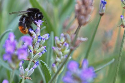Erdhummel
