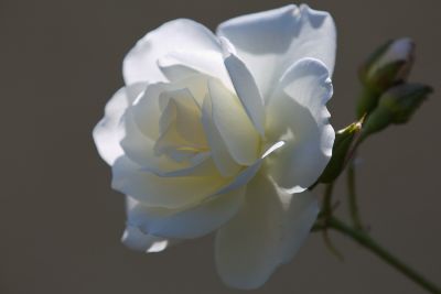 Weiße Rose