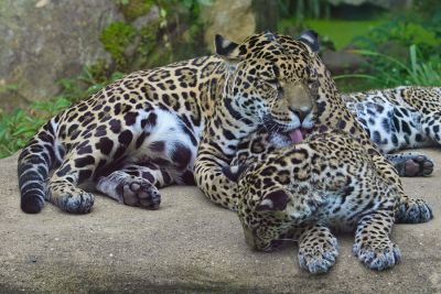 Jaguar