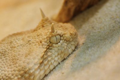 Hornviper
