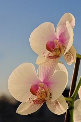 Orchideen