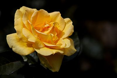 Gelbe Rose