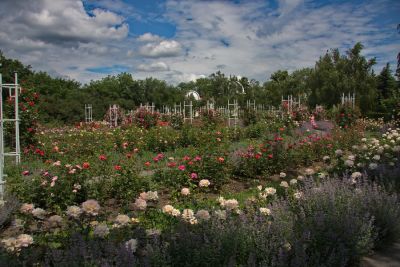 Rosengarten