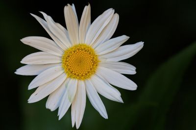Margerite