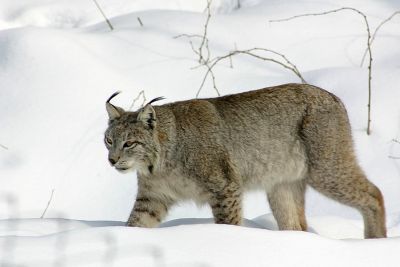 Luchs