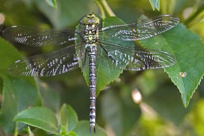Libelle