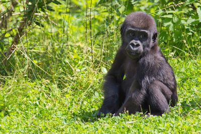 Gorillababy