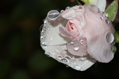 Rose mit Tropfen