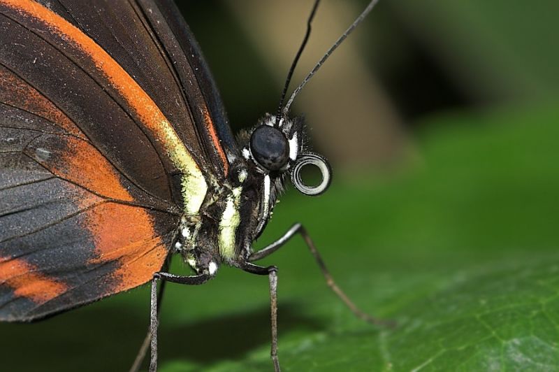 Schmetterling ganz nah