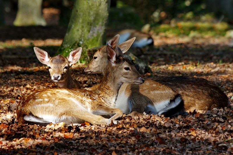 Die drei aus dem Wald