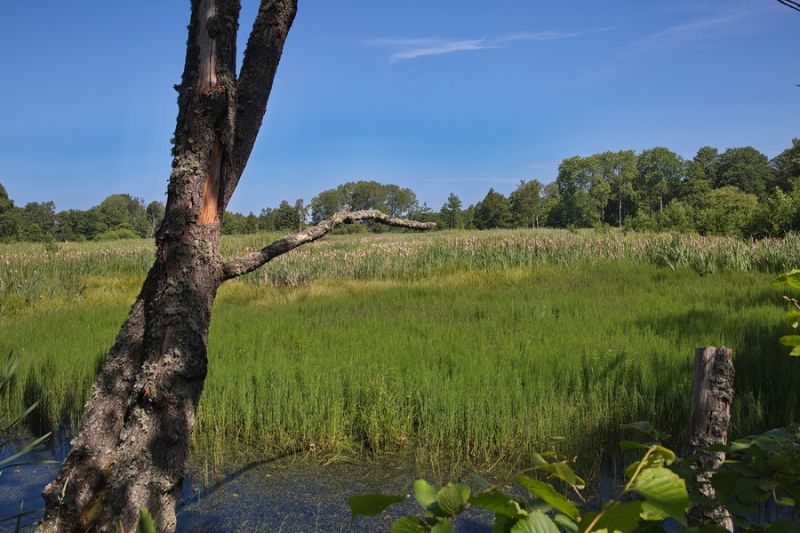 Naturreservat Nötön Aspergarden