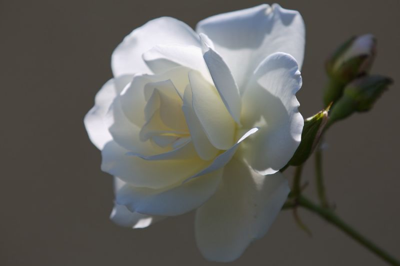 Weiße Rose