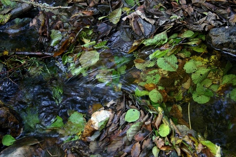 Strömung Schmidtburg
