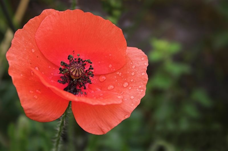Mohn mit Regentropfen