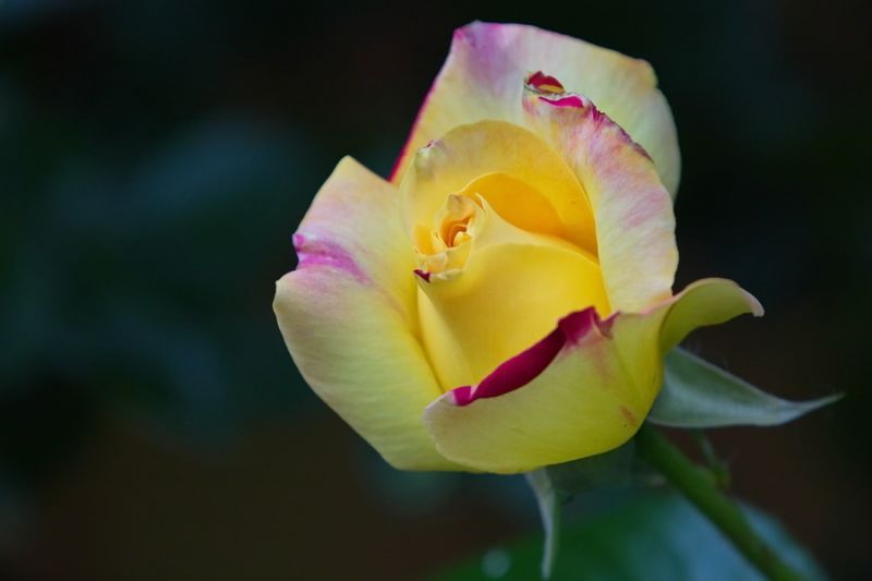 Gelbe Rose