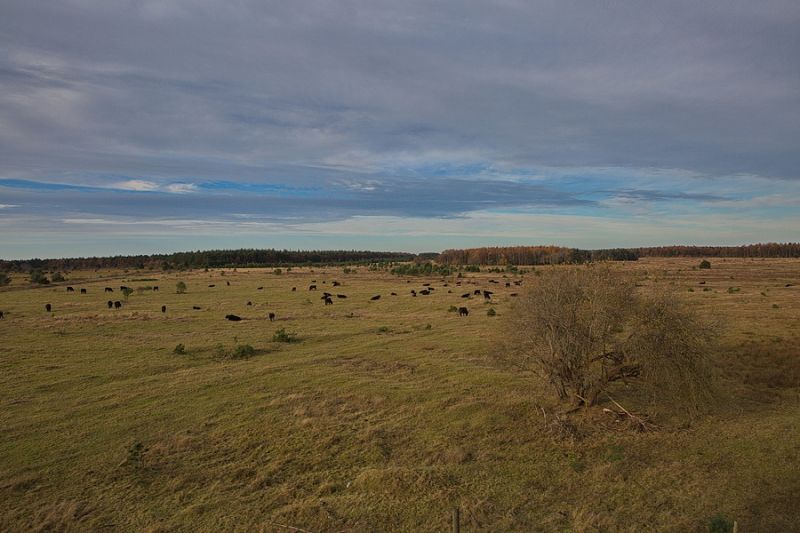 Cuxhavener Heide