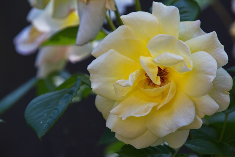 Gelbe Rose