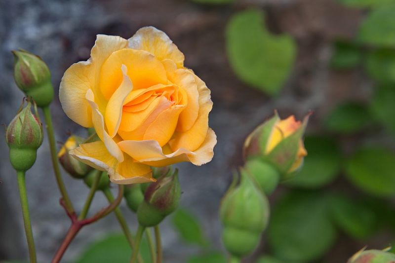 In den Gärten von Solliden-Schloß