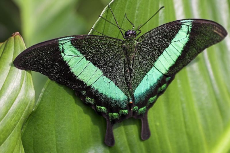 Grüngestreifter Schwalbenschwanz