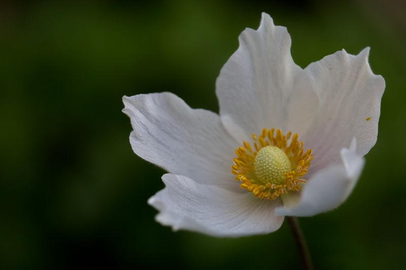 Anemone