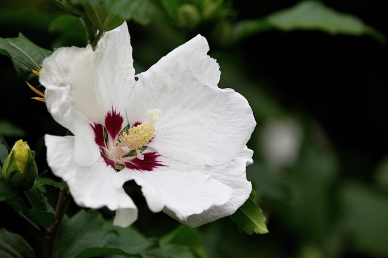 Hibiskus
